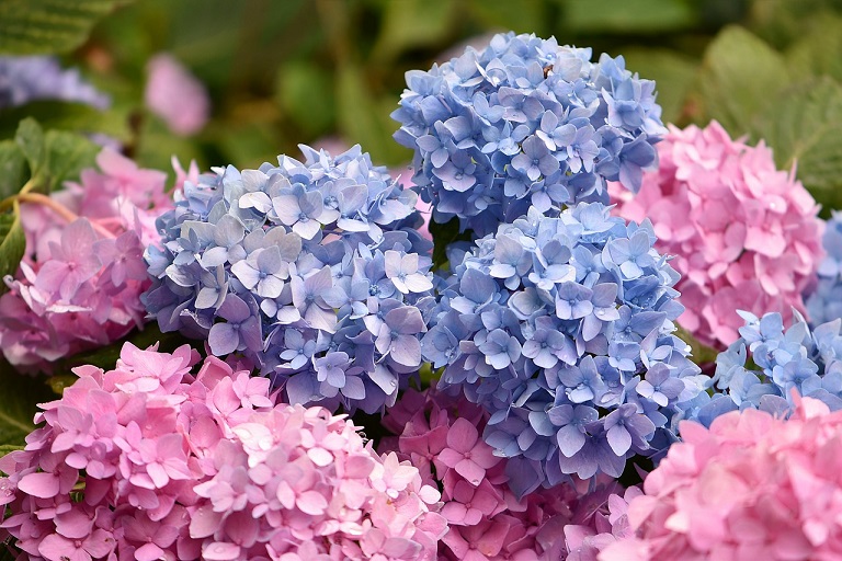 Hortensia snoeien tips