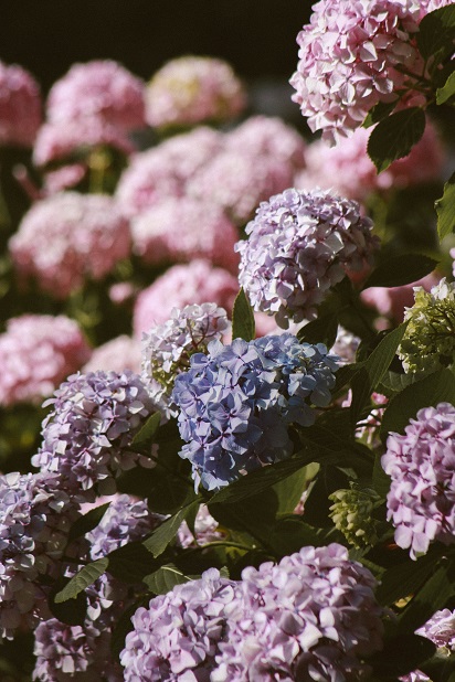 Type hortensia