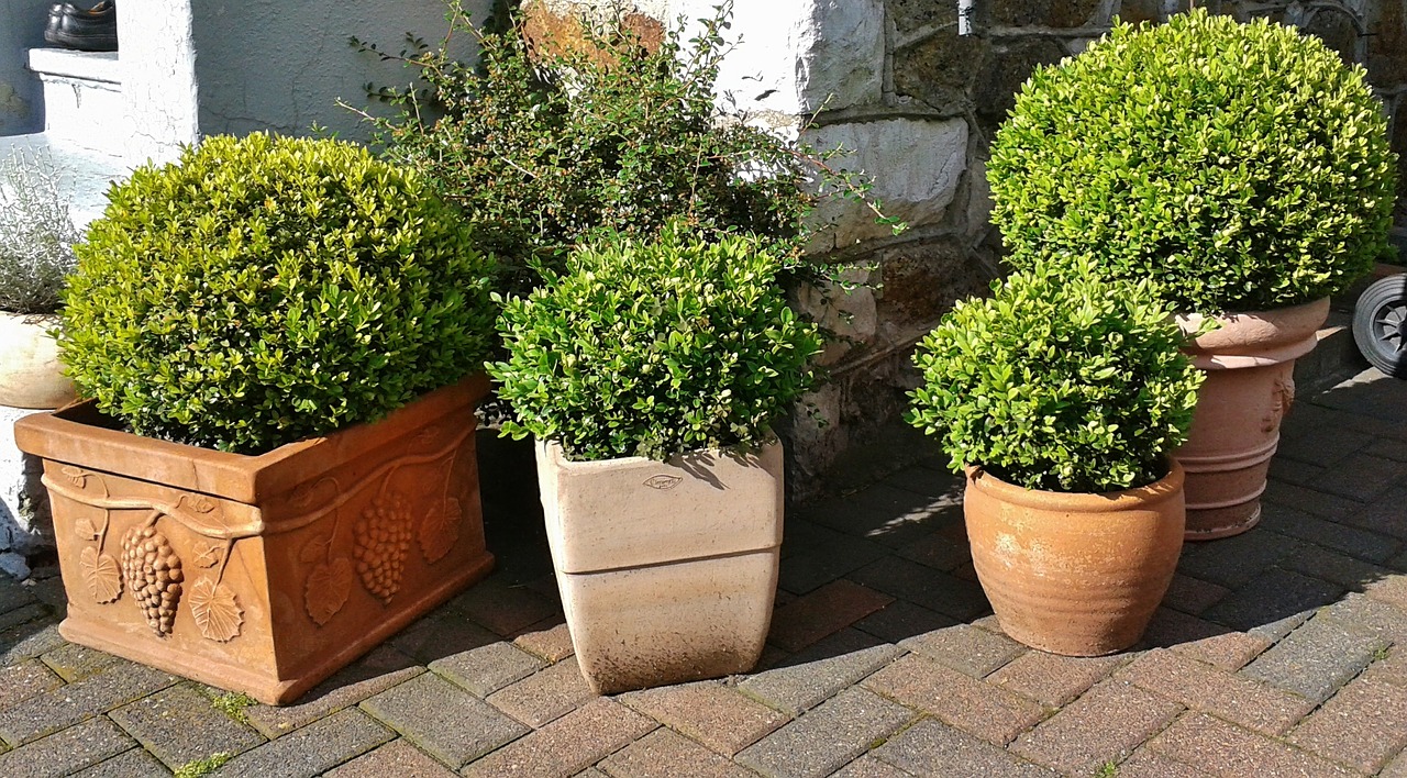 Buxus snoeien