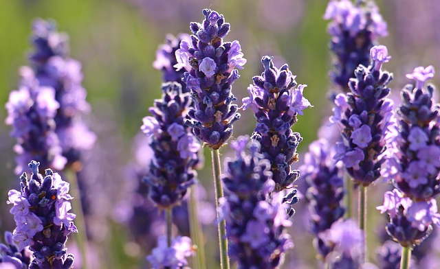 Lavandula angustifolia