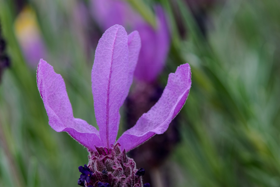 Lavandula stoechas