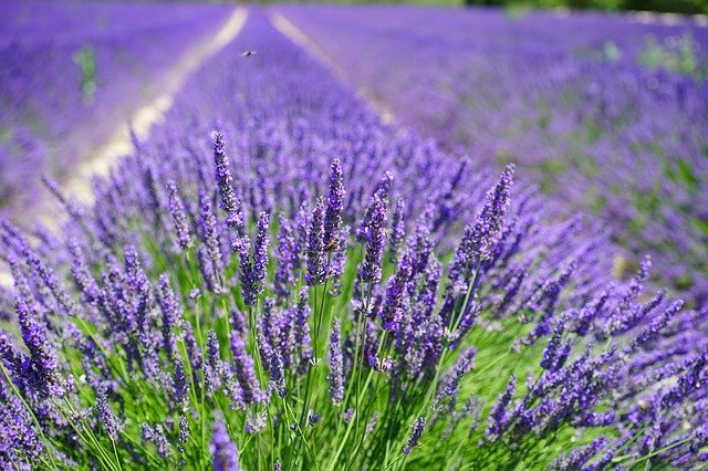 Lavendel snoeien