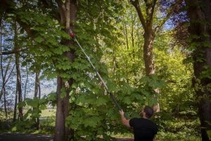 Gebogen Takkenzaag met Houten Handvat - 330 mm SK-4 Lemmet voor Efficiënt Snoeien