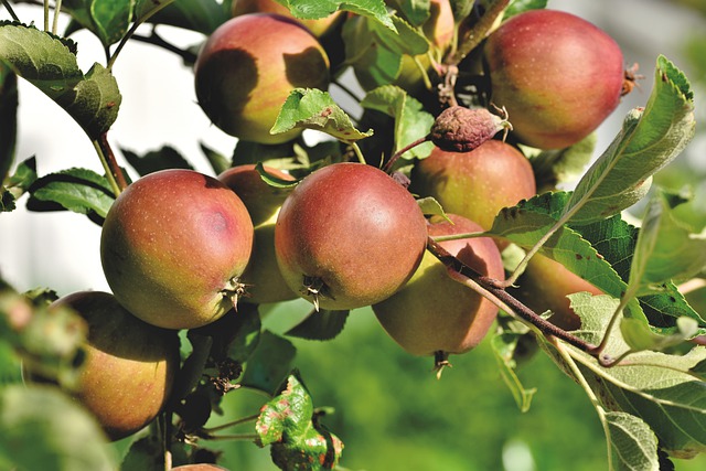 Hoe moet je een appelboom snoeien