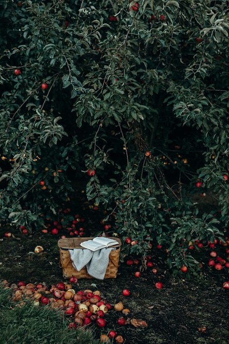 Soorten appelbomen