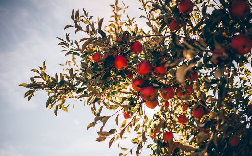 Wanneer een appelboom snoeien