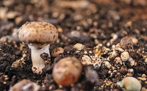 Aandachtspunten bij het kweken van champignons