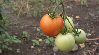 Hoe weet je wanneer je de tomaten kunt oogsten