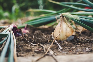 Knoflook binnen of buiten kweken