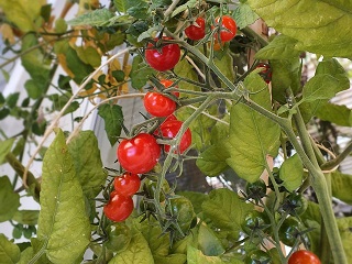 Veel tomatensoorten