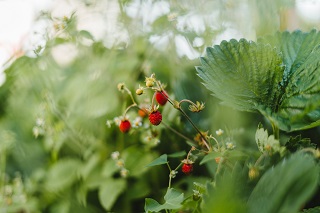 Waar kun je zelf aardbeien kweken