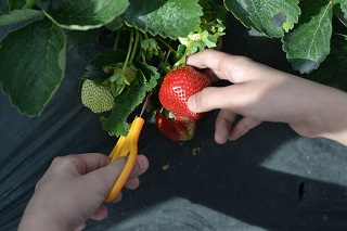 Wanneer moet je aardbeien buiten oogsten