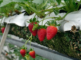 Zelf aardbeien kweken