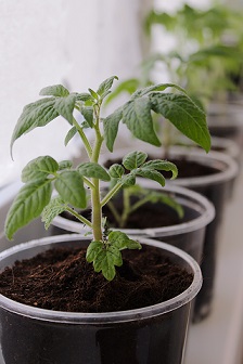 zelf tomaten kweken in een pot